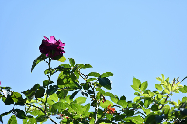 DSC_4629_00044.JPG