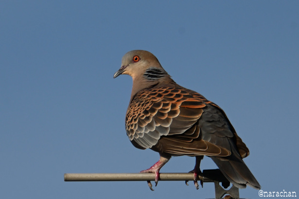 DSC_4699.JPG
