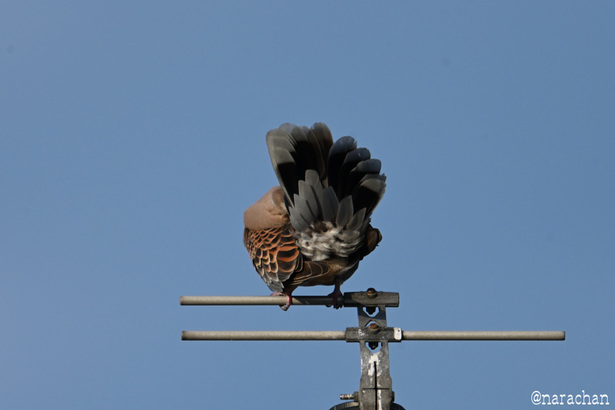 DSC_4706.JPG