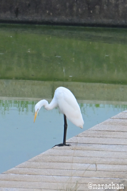 DSC_4869.JPG