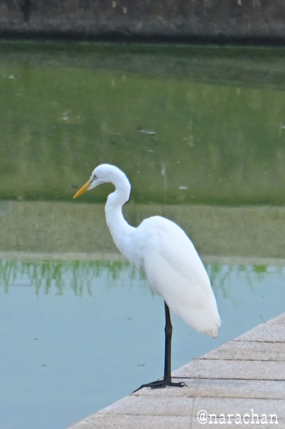 DSC_4870.JPG