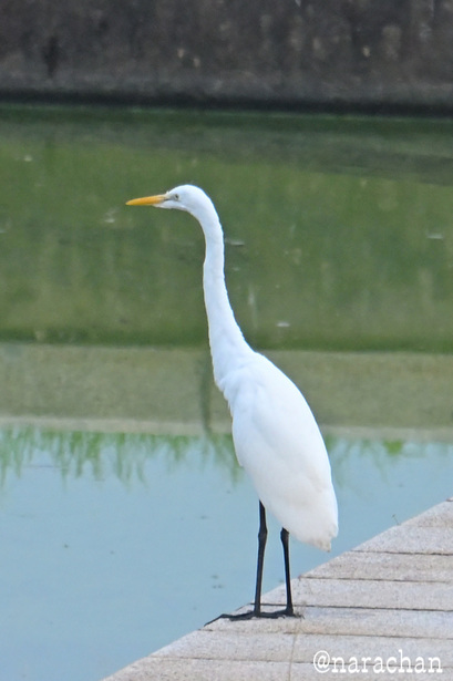 DSC_4871.JPG