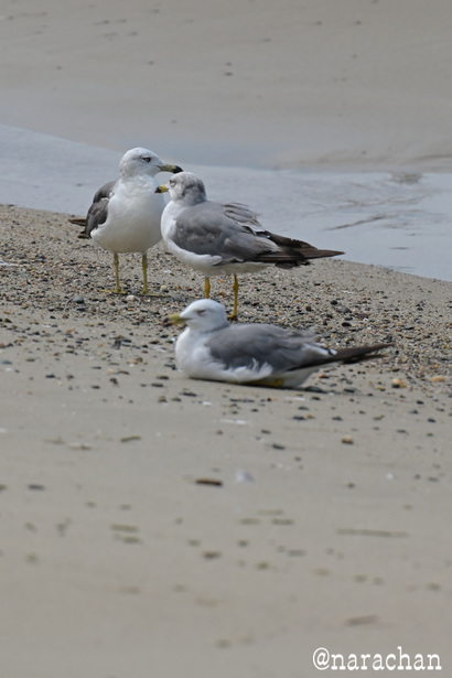 DSC_4972.JPG
