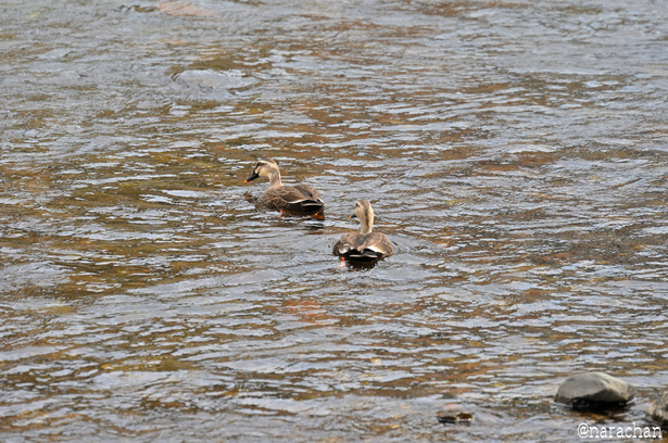 DSC_5162_00084.JPG