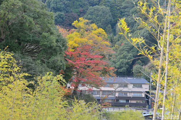 DSC_5167_00087.JPG