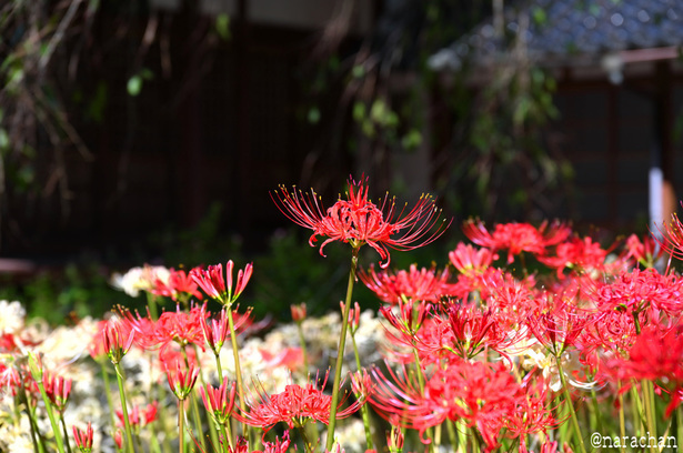 DSC_5398.JPG