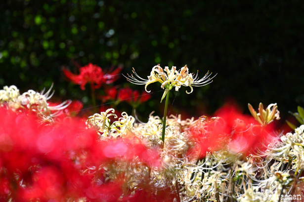 DSC_5403.JPG