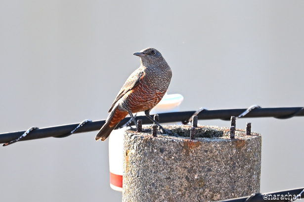 DSC_5481.JPG