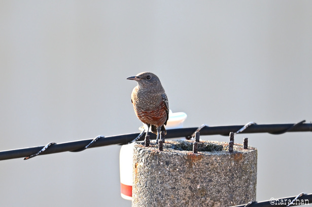 DSC_5482.JPG