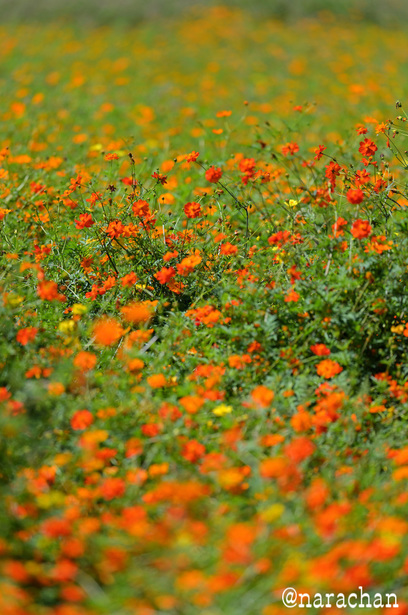 DSC_5507.JPG
