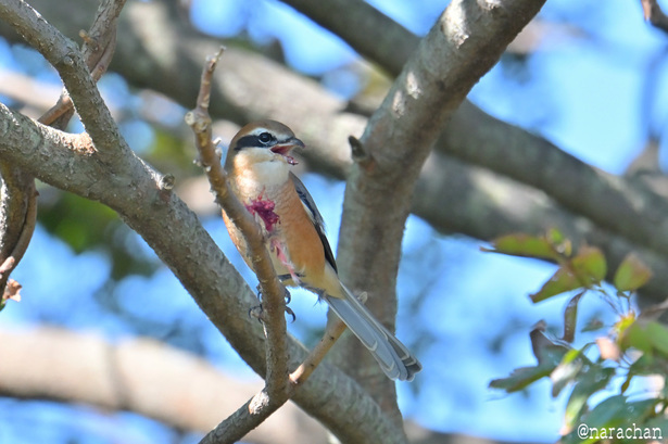 DSC_5548.JPG