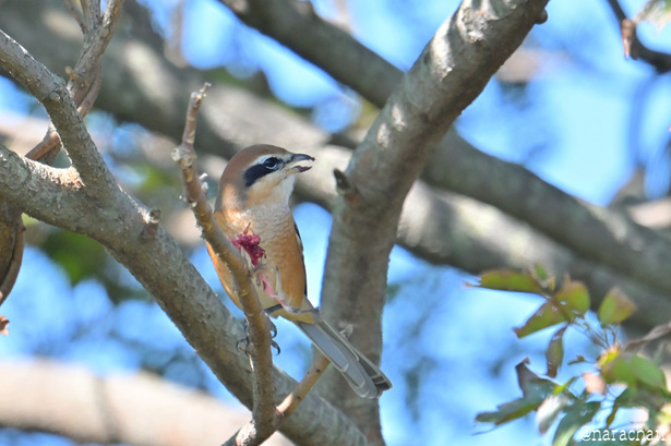 DSC_5549.JPG