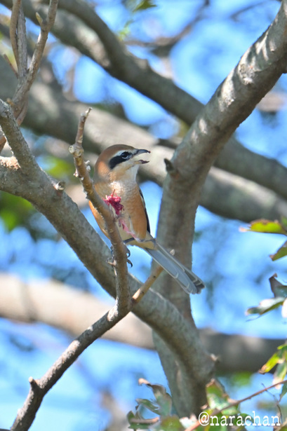 DSC_5550.JPG