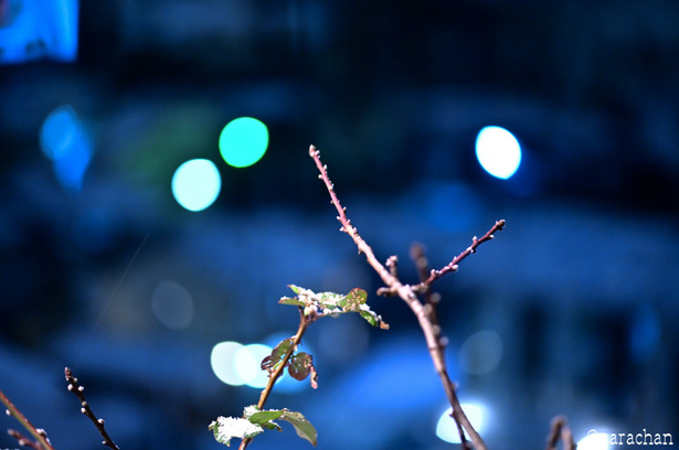 DSC_5666_00008.JPG