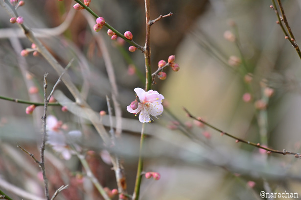 DSC_5820_00001.JPG