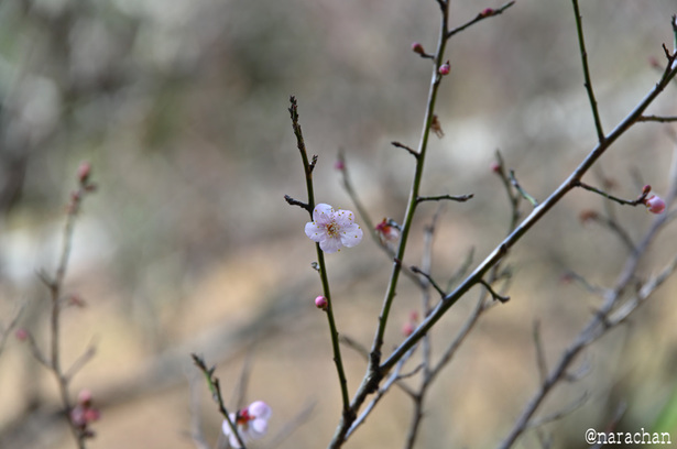 DSC_5822_00003.JPG