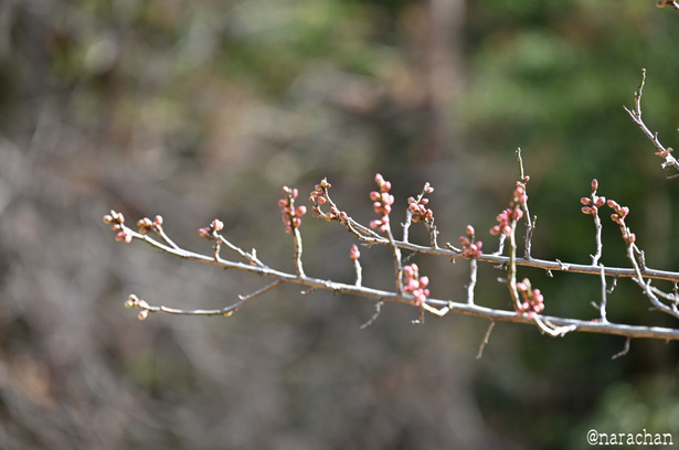 DSC_5824_00005.JPG