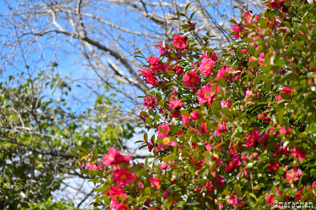 DSC_5828_00008.JPG