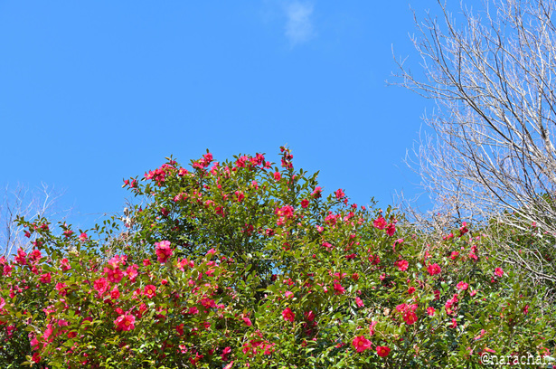 DSC_5829_00009.JPG