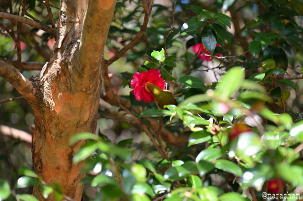 DSC_5833_00011.JPG