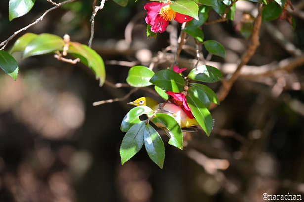 DSC_5838_00013.JPG