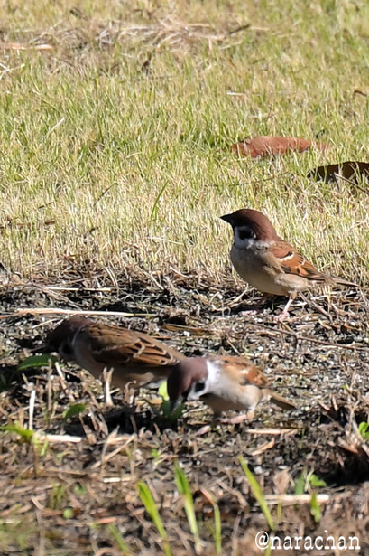 DSC_6104.JPG
