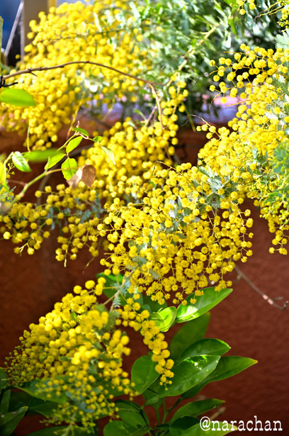 DSC_6184_00001.JPG