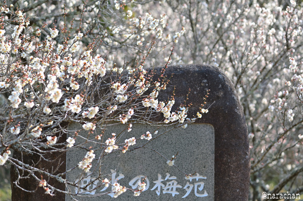 DSC_6197_00012.JPG