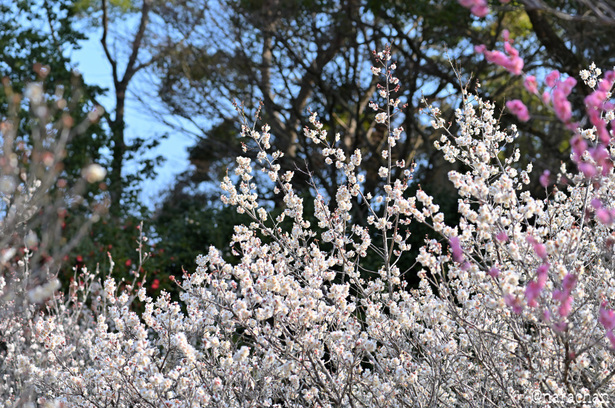 DSC_6200_00015.JPG