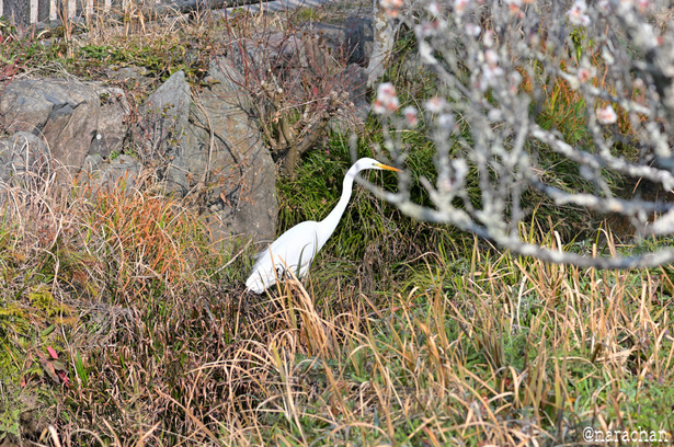 DSC_6215_00029.JPG