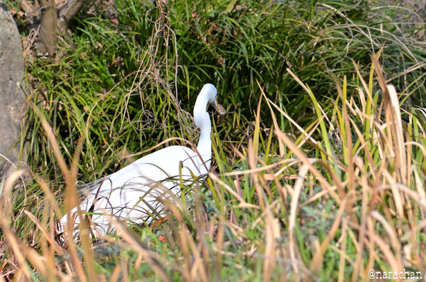 DSC_6223_00035.JPG