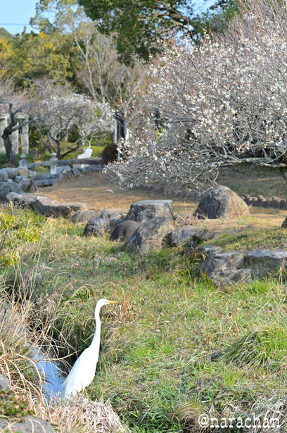 DSC_6235_00042.JPG