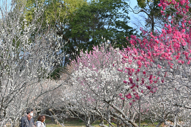 DSC_6239_00044.JPG