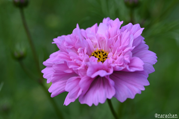 DSC_6275.JPG
