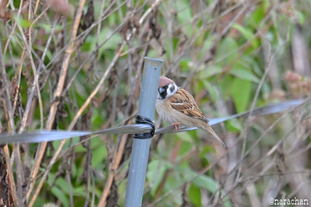 DSC_6292.JPG