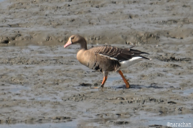 DSC_6389.JPG