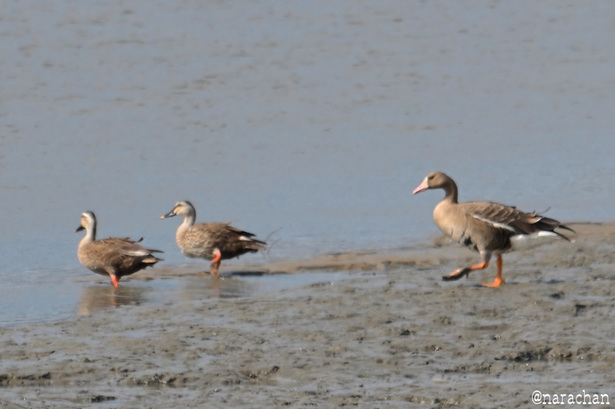 DSC_6396.JPG
