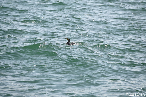 DSC_6486.JPG