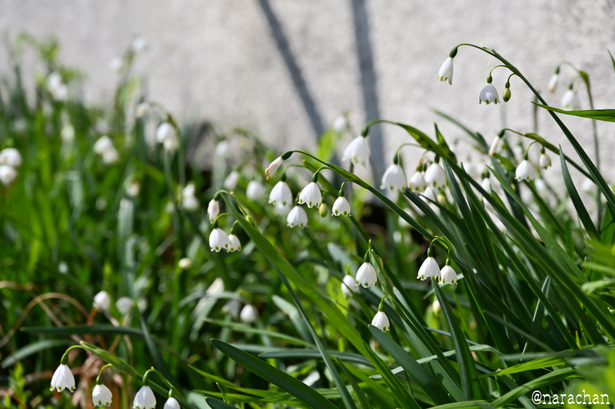 DSC_6527.JPG