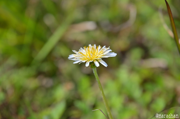 DSC_6534.JPG