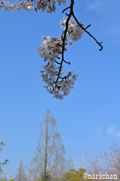 DSC_6584.JPG