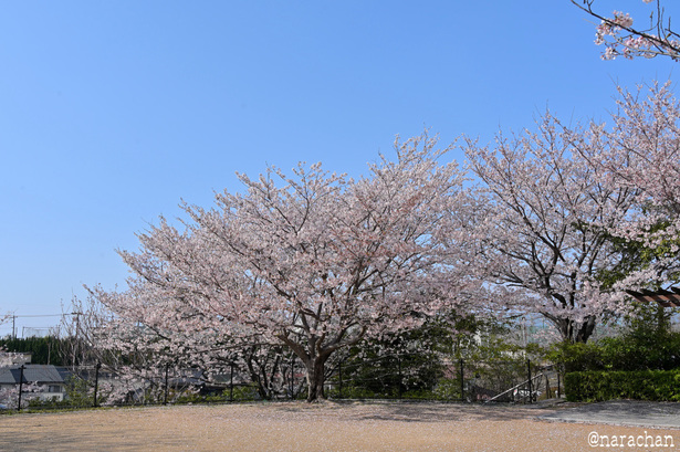 DSC_6589.JPG