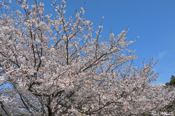 DSC_6596.JPG