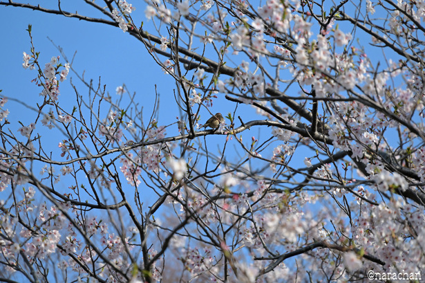 DSC_6621.JPG