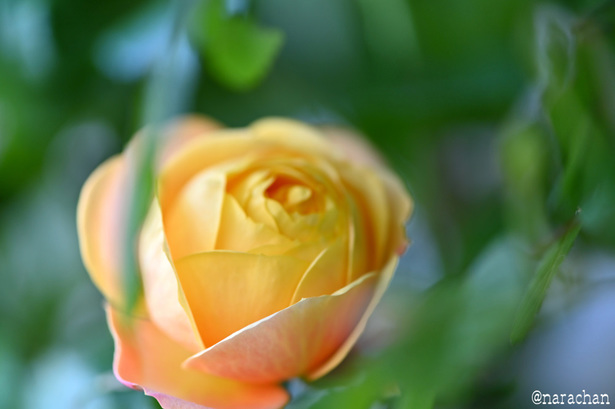 DSC_6856.JPG