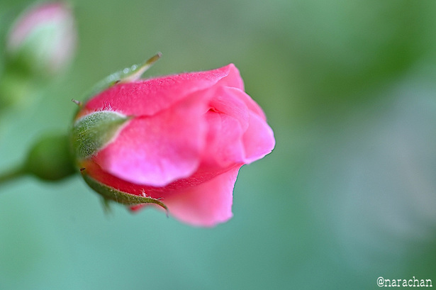 DSC_6860.JPG