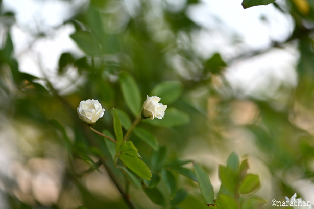 DSC_6862.JPG