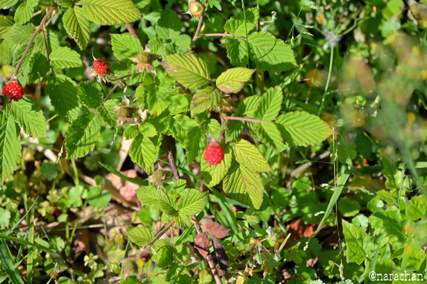 DSC_6895.JPG