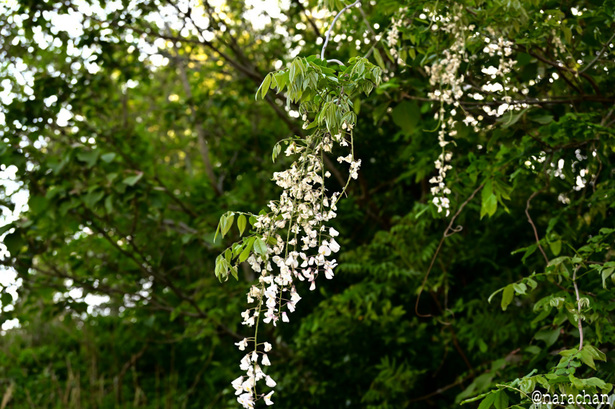 DSC_6900.JPG
