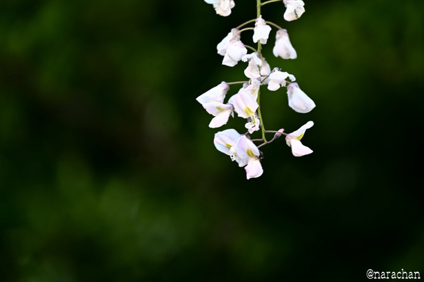 DSC_6902.JPG